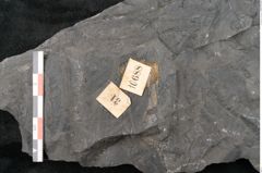 Foto (Detailansicht) von Neuropteris sp.  (NHMW-GEO-2024-0188-10688)